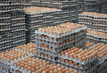 Egg price expected to rise 20% due to tight supplies Egg price expected to rise 20% due to tight supplies