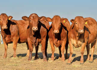 Better heifers, bigger profits