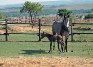 Treating horses that leak urine
