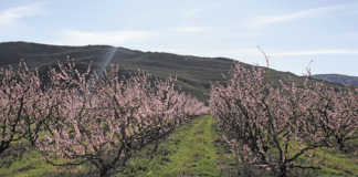 Mechanised fruit farming: increase profits and create jobs
