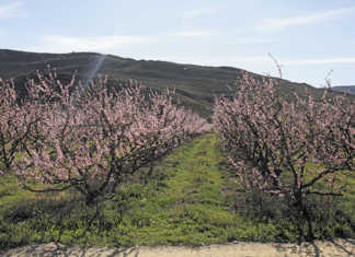 Mechanised fruit farming: increase profits and create jobs