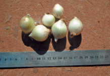 Producing onions out of season Producing onions out of season