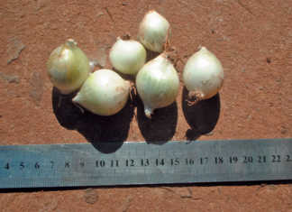 Producing onions out of season