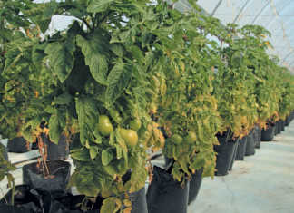 From novice farmer to successful tunnel producer
