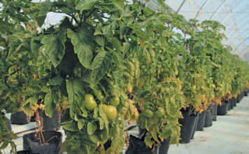 From novice farmer to successful tunnel producer