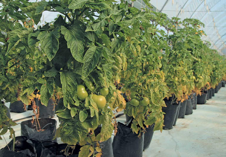 From novice farmer to successful tunnel producer From novice farmer to successful tunnel producer