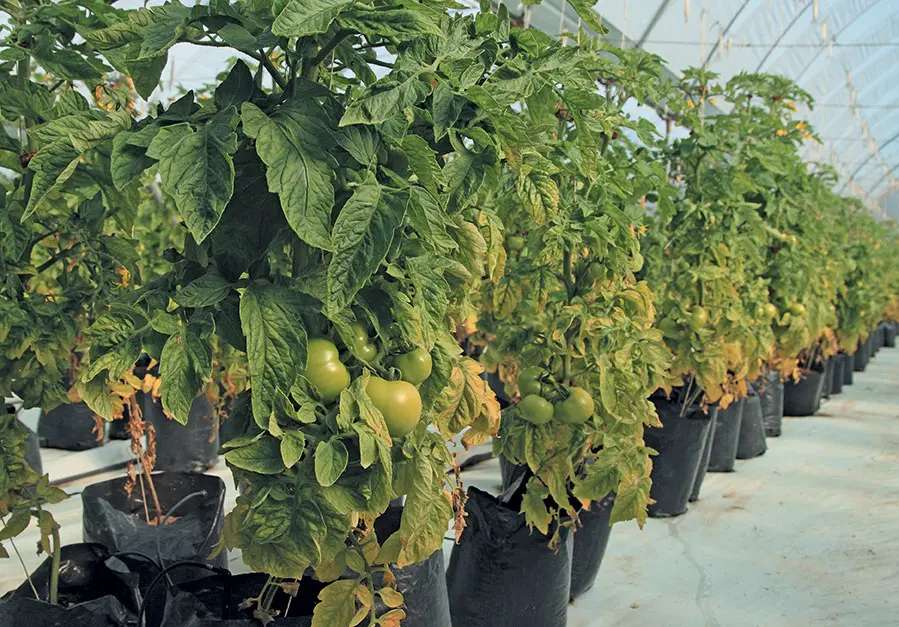 From novice farmer to successful tunnel producer