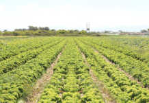 Response team investigates source of listeriosis deaths