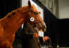 Frankel colt fetches R4 million at Cape Yearling Sales