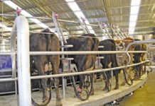 No threat from Brexit for SA’s milk producers No threat from Brexit for SA’s milk producers