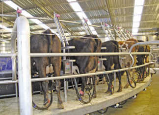 No threat from Brexit for SA’s milk producers