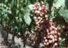 Vredendal table grapes volumes down due to December heatwave Vredendal table grapes volumes down due to December heatwave