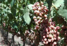 Vredendal table grapes volumes down due to December heatwave