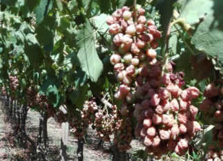 Vredendal table grapes volumes down due to December heatwave