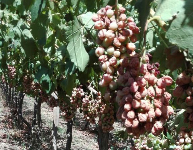 Vredendal table grapes volumes down due to December heatwave Vredendal table grapes volumes down due to December heatwave