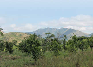 Malaria flares up in Limpopo