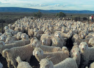 Never compromise on shearing shed hygiene