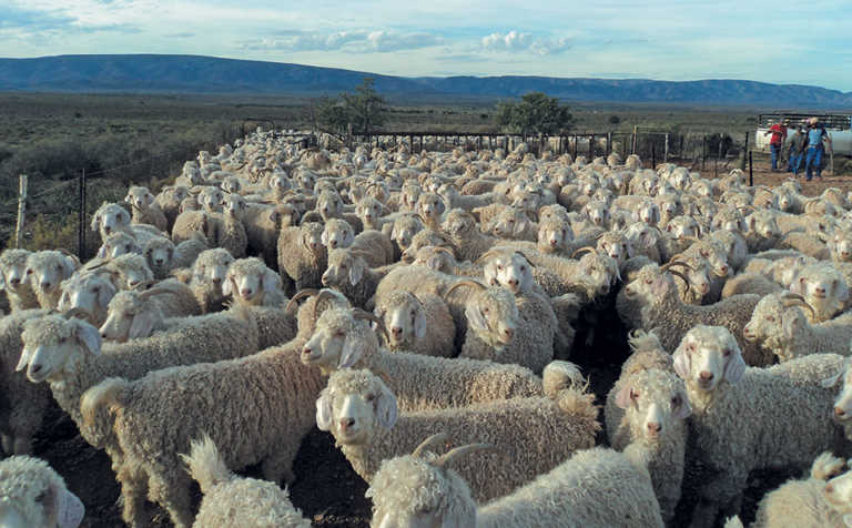Never compromise on shearing shed hygiene Never compromise on shearing shed hygiene