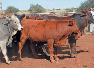 South Devons: hardy, fertile, and adapted to Africa