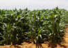 Stronger rand boosts drought-stricken agri industry