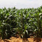 Stronger rand boosts drought-stricken agri industry