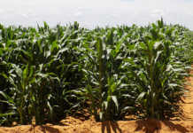 Stronger rand boosts drought-stricken agri industry Stronger rand boosts drought-stricken agri industry