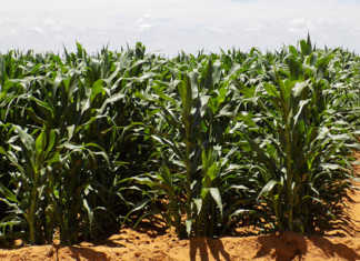 Stronger rand boosts drought-stricken agri industry