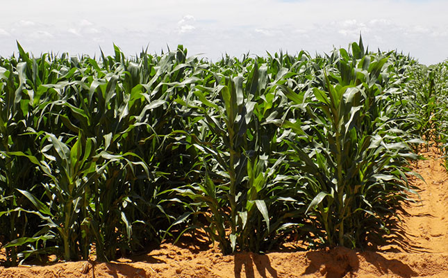 Stronger rand boosts drought-stricken agri industry Stronger rand boosts drought-stricken agri industry