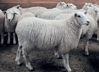 New Zealand’s new fatter, healthier, tastier Te Mana sheep