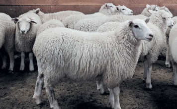 New Zealand’s new fatter, healthier, tastier Te Mana sheep