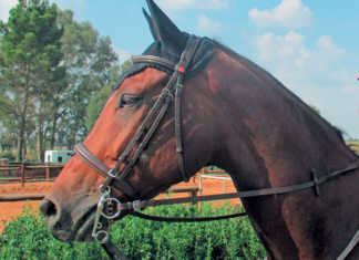 Use a Pelham bit to control your horse