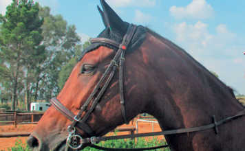 Use a Pelham bit to control your horse