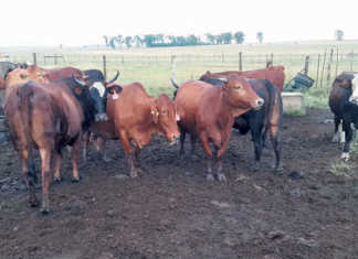 Artificial insemination: ideal for communal farmers