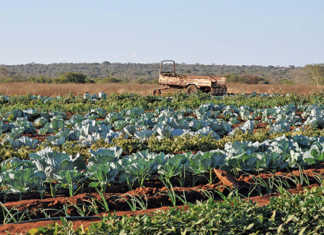 Rwanda bans imports from SA due to listeriosis outbreak