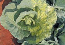 Understanding genetic chimera in a crop Understanding genetic chimera in a crop