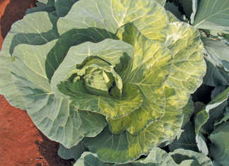 Understanding genetic chimera in a crop