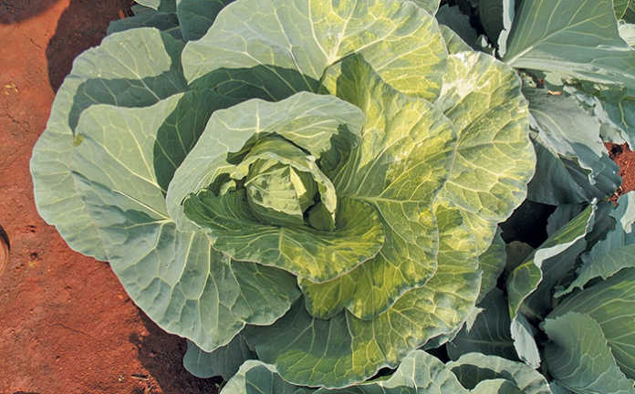 Understanding genetic chimera in a crop