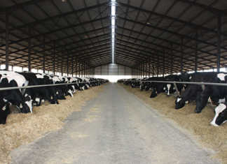 How to prevent gut problems in your dairy herd