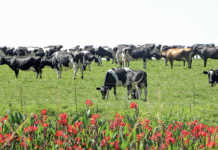 Milk price hits four-year high Milk price hits four-year high