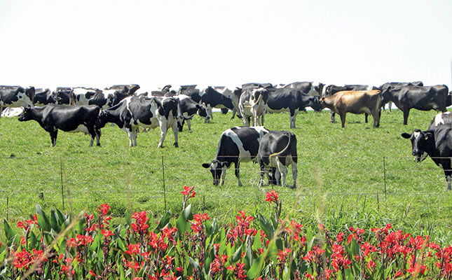 Milk price hits four-year high Milk price hits four-year high