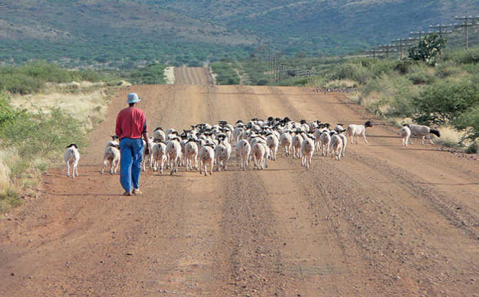 Seasoned farmer’s tips on keeping livestock in shape