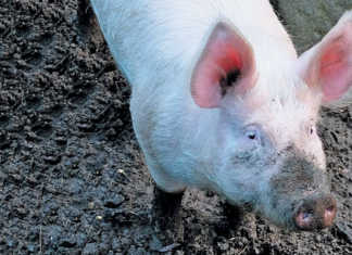 African swine fever claims thousands of pigs in Zambia