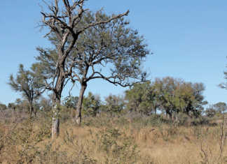 New greening incentives for UK farmers New greening incentives for UK farmers