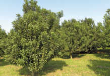 Potential market boost for macadamia farmers