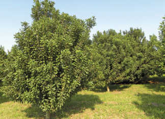 Potential market boost for macadamia farmers