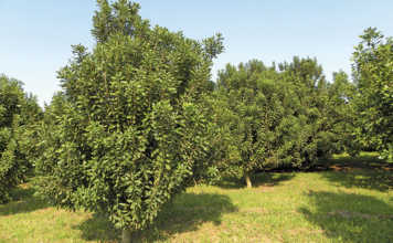 Potential market boost for macadamia farmers