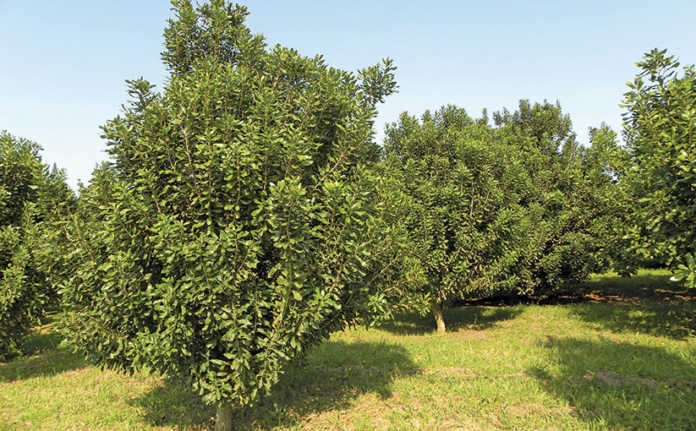 Potential market boost for macadamia farmers