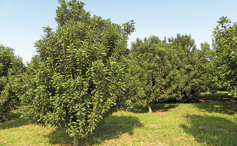 Potential market boost for macadamia farmers