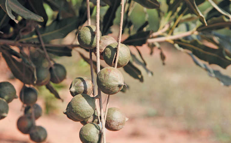 Macadamia fertilisation: an expert guide for SA growers Macadamia fertilisation: an expert guide for SA growers
