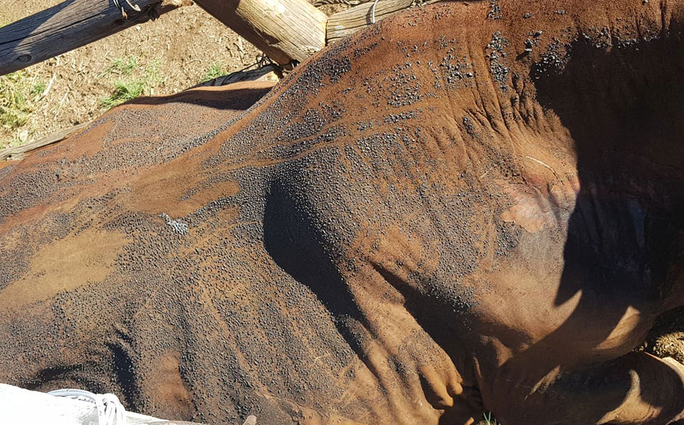 Cattle with burns from the veld fire